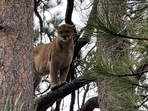Why Hunt Nevada with Us – Premier Mountain Lion & Predator Hunts in Rugged, Untouched Country Why Hunt Nevada with Us – Premier Mountain Lion & Predator Hunts in Rugged, Untouched Country